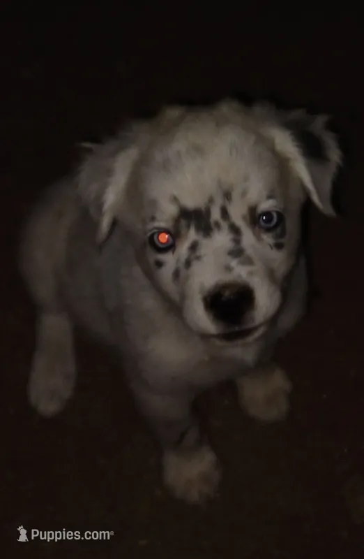 Unnamed – Australian Cattle Dog, Rottweiler puppy for sale in Anza, CA