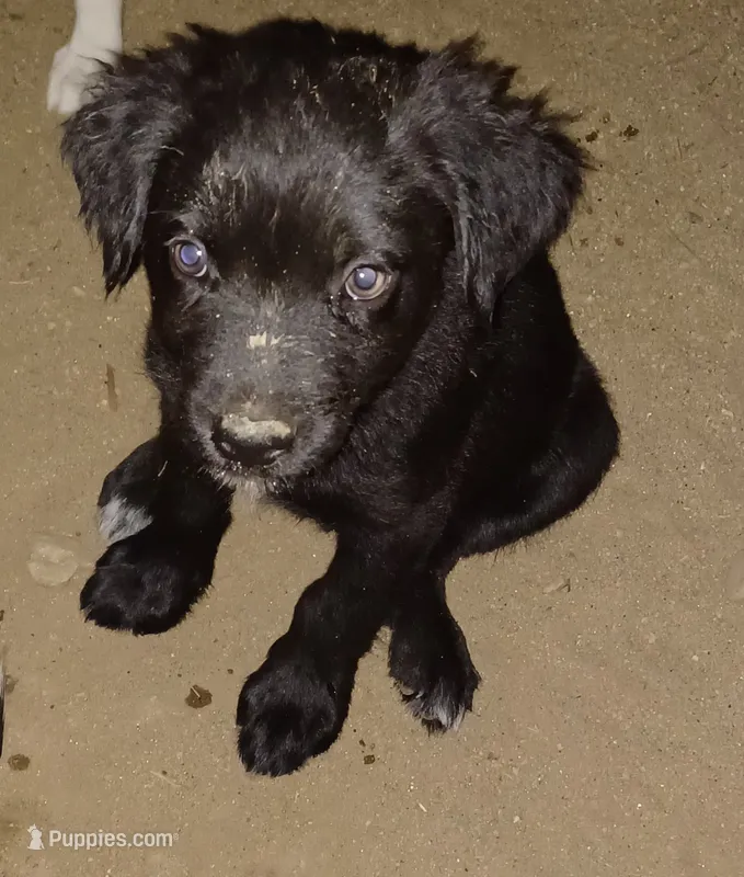 Unnamed – Australian Cattle Dog, Rottweiler puppy for sale in Anza, CA