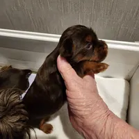 Copper, a male Yorkshire Terrier for sale in Punta Gorda, FL – 3 of 3