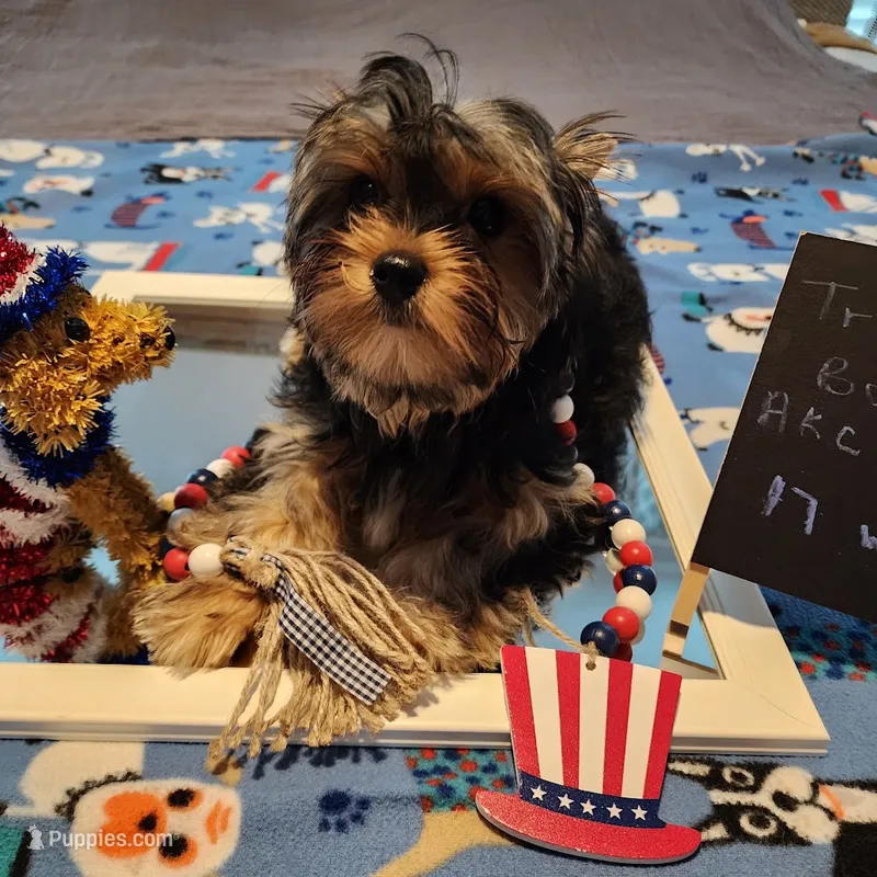 Tux – Yorkshire Terrier puppy for sale in Punta Gorda, FL