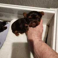 Copper, a male Yorkshire Terrier for sale in Punta Gorda, FL – 2 of 3