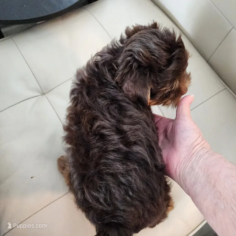 Rolo – Yorkshire Terrier puppy for sale in Punta Gorda, FL
