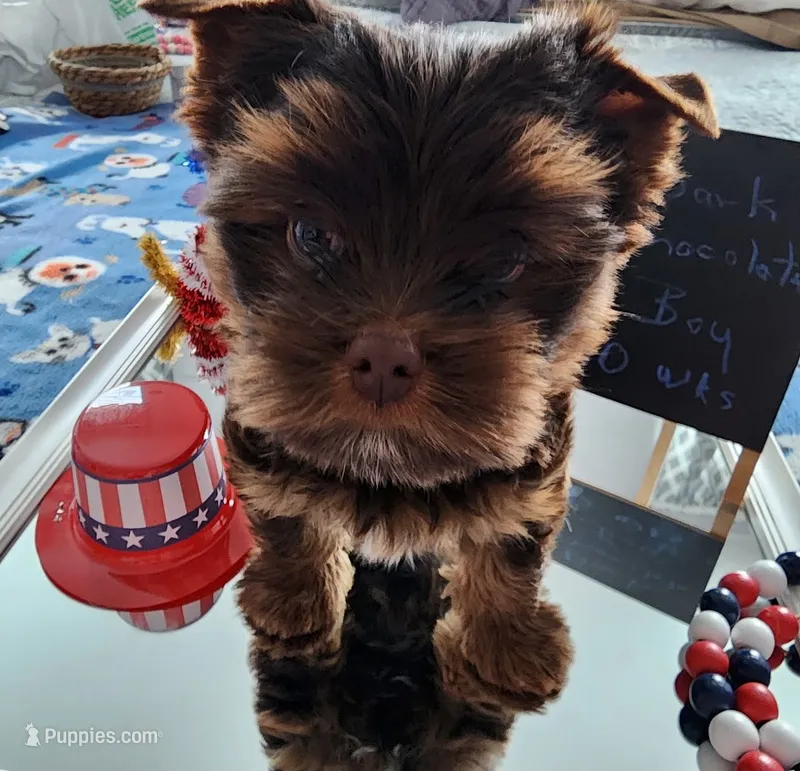 Expresso  – Yorkshire Terrier puppy for sale in Punta Gorda, FL