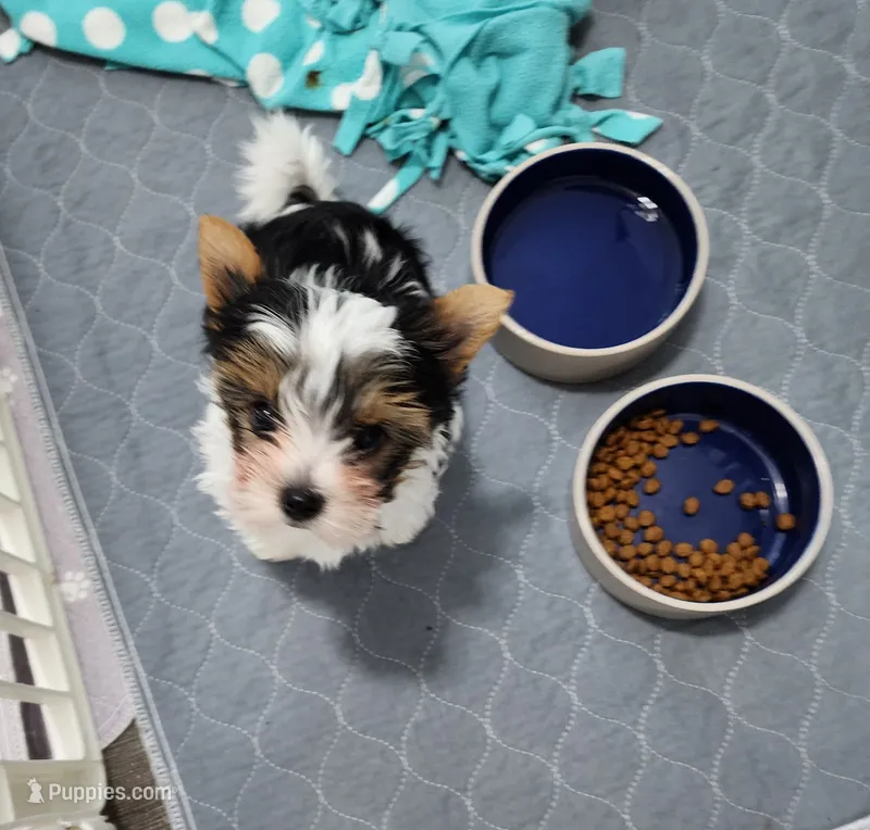 Cookie – Yorkshire Terrier puppy for sale in Punta Gorda, FL