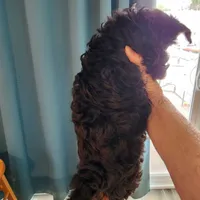 Jax, a male Yorkshire Terrier for sale in Punta Gorda, FL – 2 of 2