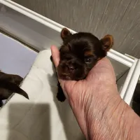 Expresso , a male Yorkshire Terrier for sale in Punta Gorda, FL – 1 of 1