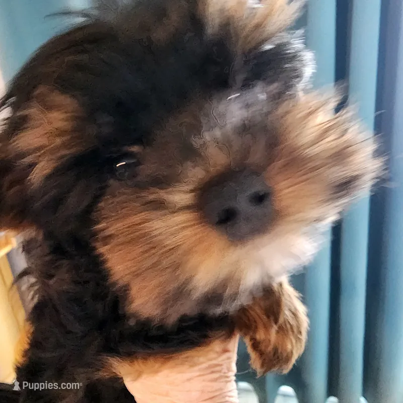 Jax – Yorkshire Terrier puppy for sale in Punta Gorda, FL