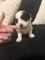 Linda , a female Maltipoo and Morkie for sale in Monroe, NY – Photo 2 of 4