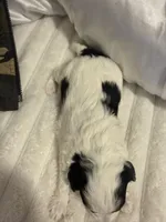 Linda , a female Maltipoo and Morkie for sale in Monroe, NY – Photo 4 of 4