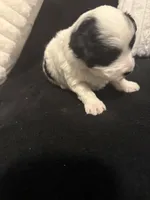 Linda , a female Maltipoo and Morkie for sale in Monroe, NY – Photo 1 of 4