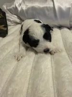 Linda , a female Maltipoo and Morkie for sale in Monroe, NY – Photo 3 of 4