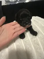 Tanny , a female Maltipoo and Morkie for sale in Monroe, NY – Photo 3 of 3