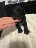 Tanny , a female Maltipoo and Morkie for sale in Monroe, NY – Photo 1 of 3