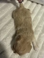 Michelle, a female Maltipoo and Morkie for sale in Monroe, NY – Photo 3 of 4