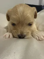 Michelle, a female Maltipoo and Morkie for sale in Monroe, NY – Photo 1 of 4