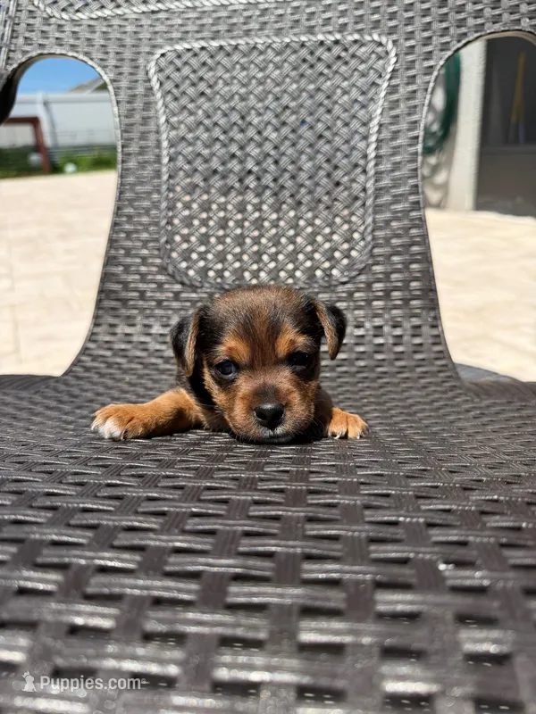 Buddy – Yorkipoo puppy for sale in Kissimmee, FL