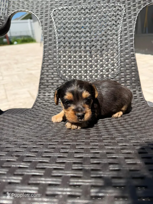 Bear – Yorkipoo puppy for sale in Kissimmee, FL