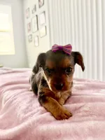 Coco, a female Yorkipoo for sale in Kissimmee, FL – Photo 2 of 4