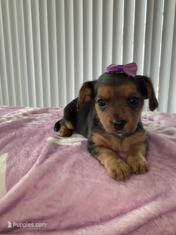 Coco – Yorkipoo puppy for sale in Kissimmee, FL