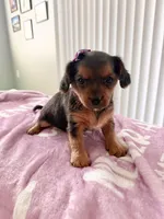 Coco, a female Yorkipoo for sale in Kissimmee, FL – Photo 4 of 4