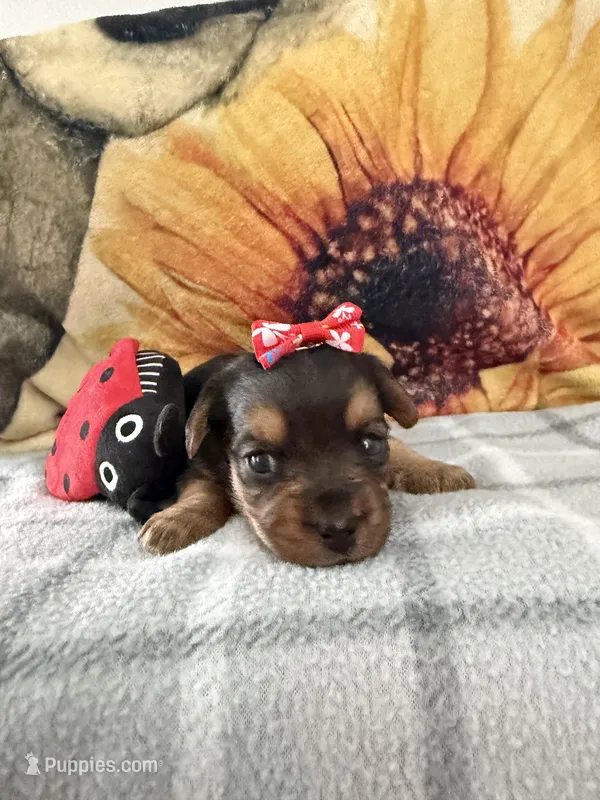Coco – Yorkipoo puppy for sale in Kissimmee, FL