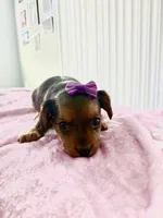 Coco, a female Yorkipoo for sale in Kissimmee, FL – Photo 3 of 4