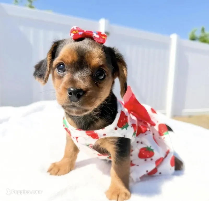 Coco – Yorkipoo puppy for sale in Kissimmee, FL