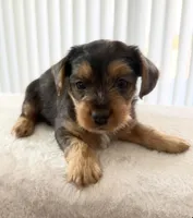 Bear, a male Yorkipoo for sale in Kissimmee, FL – Photo 2 of 4