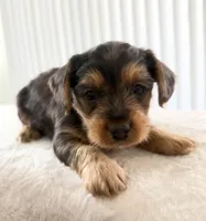 Bear, a male Yorkipoo for sale in Kissimmee, FL – Photo 3 of 4