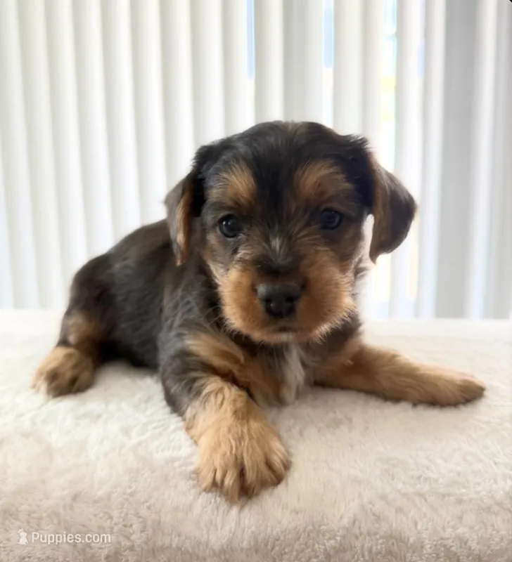 Bear – Yorkipoo puppy for sale in Kissimmee, FL