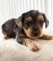 Bear, a male Yorkipoo for sale in Kissimmee, FL – Photo 4 of 4