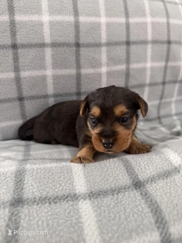 Bear – Yorkipoo puppy for sale in Kissimmee, FL