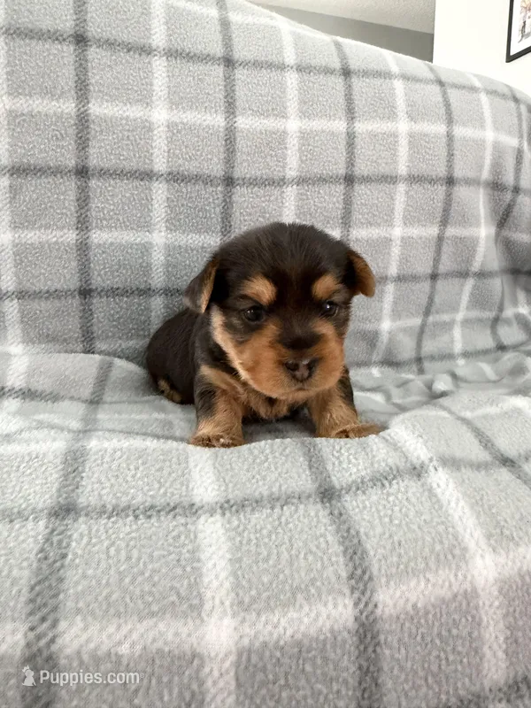 Bubba – Yorkipoo puppy for sale in Kissimmee, FL