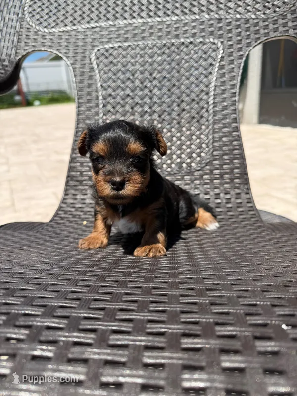 Chloe – Yorkipoo puppy for sale in Kissimmee, FL