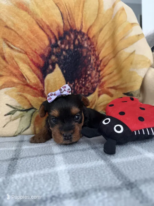 Chloe – Yorkipoo puppy for sale in Kissimmee, FL