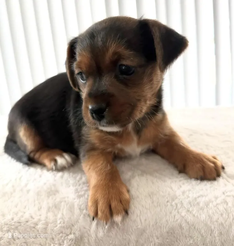 Buddy – Yorkipoo puppy for sale in Kissimmee, FL