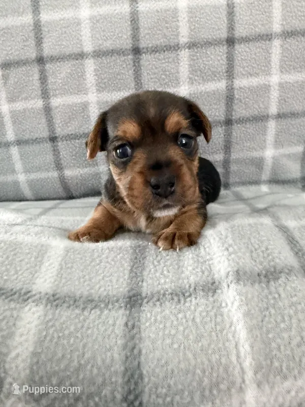 Buddy – Yorkipoo puppy for sale in Kissimmee, FL