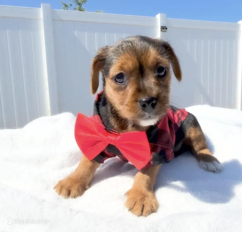 Buddy – Yorkipoo puppy for sale in Kissimmee, FL