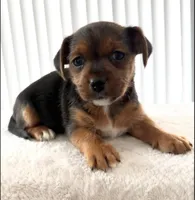 Buddy, a male Yorkipoo for sale in Kissimmee, FL – Photo 2 of 2