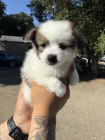 Rob, a male Maltipoo and Pomeranian for sale in Los Gatos, CA – 1 of 1