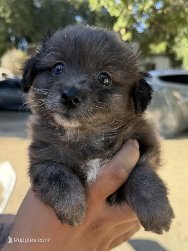 Max – Maltipoo, Pomeranian puppy for sale in Los Gatos, CA