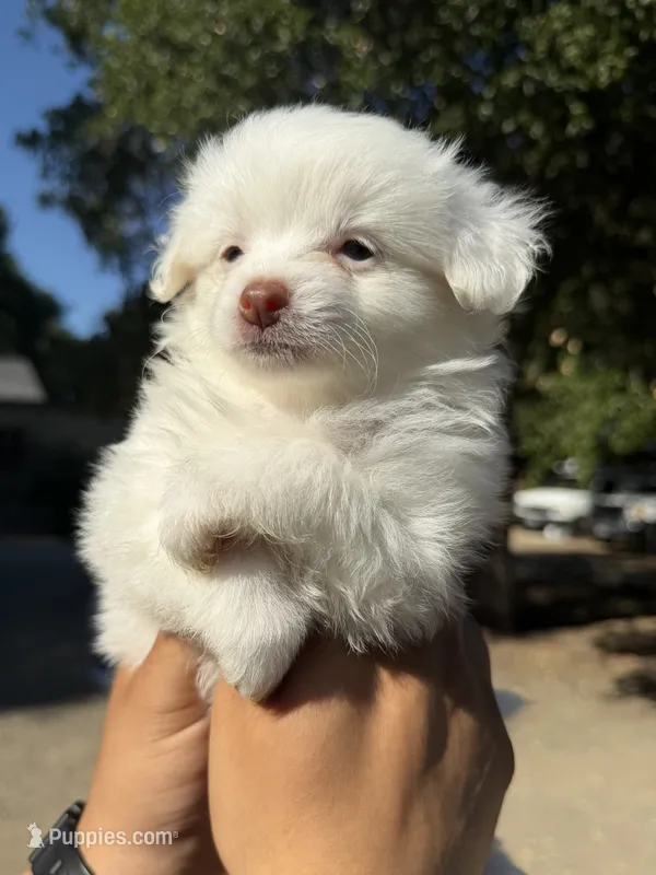 Bella – Maltipoo, Pomeranian puppy for sale in Los Gatos, CA