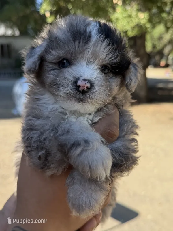 Toby – Maltipoo, Pomeranian puppy for sale in Los Gatos, CA
