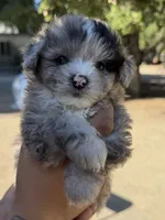 Toby, a male Maltipoo and Pomeranian for sale in Los Gatos, CA – 1 of 1