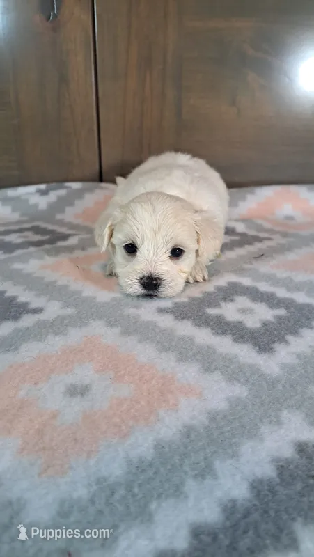 George  – Maltese puppy for sale in New Haven, IN