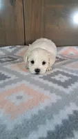 George , a male Maltese for sale in New Haven, IN – 1 of 3