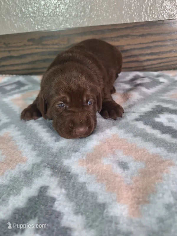 Grace AKC – Labrador Retriever puppy for sale in New Haven, IN