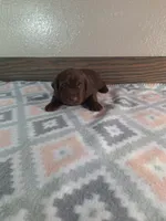 Grace.          AKC registered, a female Labrador Retriever for sale in New Haven, IN – 1 of 2