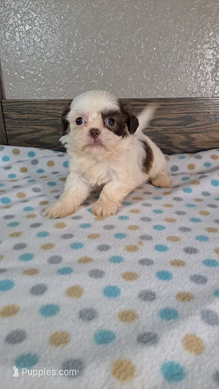 Shelly – Shih Tzu puppy for sale in New Haven, IN