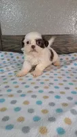 Shelly, a female Shih Tzu for sale in New Haven, IN – 1 of 3